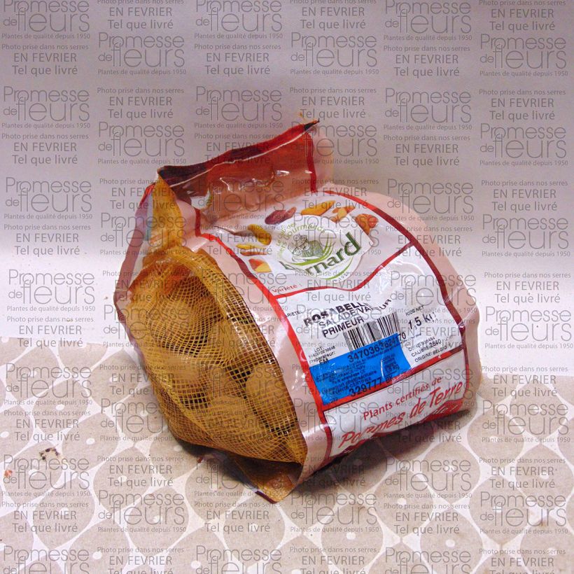 Esempio di esemplare Patata Rosabelle Pezzo taglia 25/40 mm come consegnato