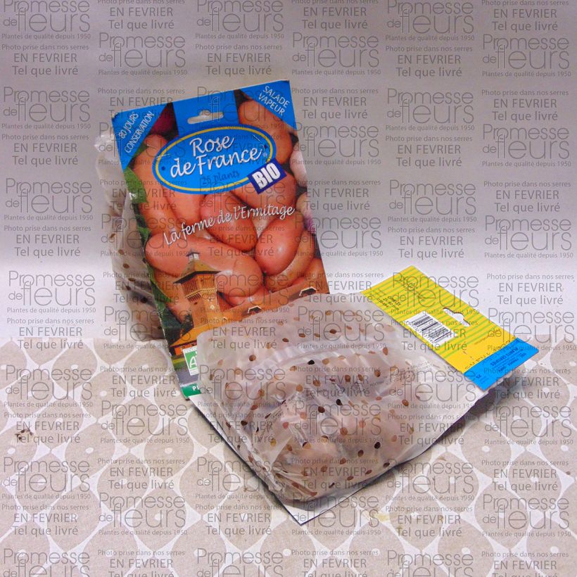 Esempio di esemplare Patata Rosa dalla Francia Bio sacco da 25 piante taglia 25/40 mm come consegnato