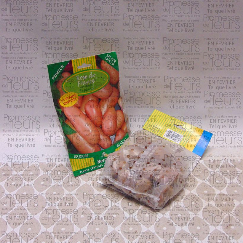 Esempio di esemplare Patata Rosa dalla Francia sacco da 25 piante taglia 25/35 mm come consegnato