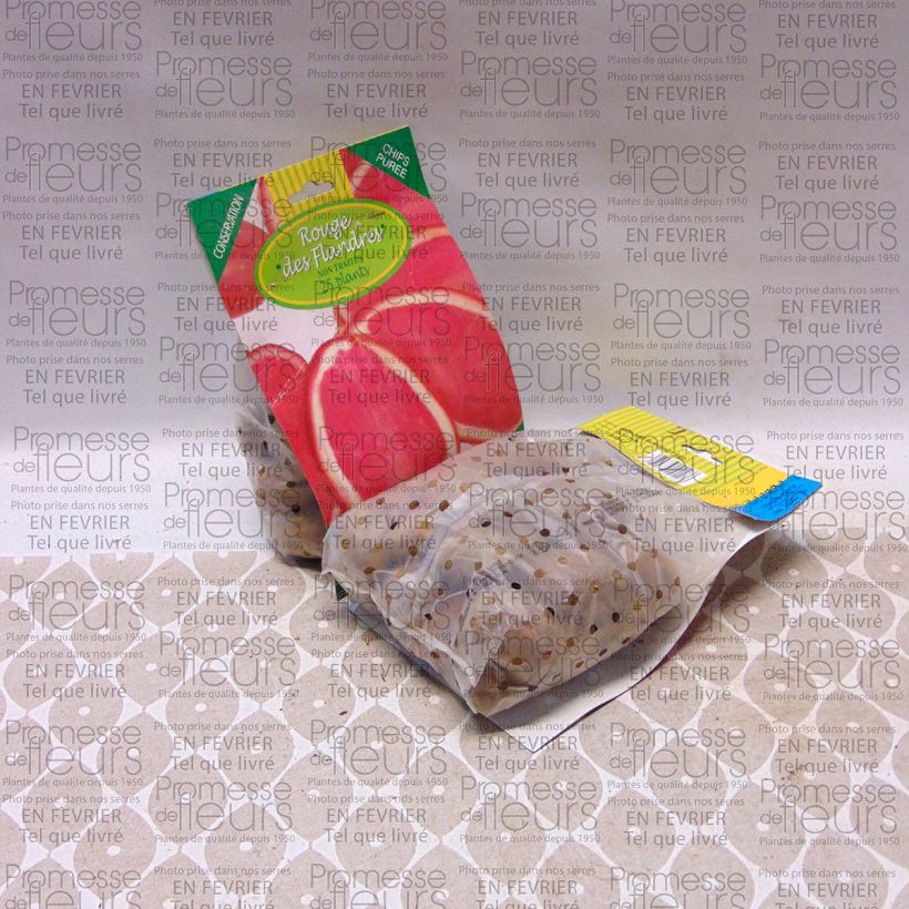 Esempio di esemplare Patata Rossa delle Fiandre sacco da 25 piante taglia 28/45 mm come consegnato