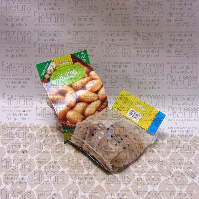 Esempio di esemplare Patata Samba sacco da 25 piante taglia 25/35 mm come consegnato