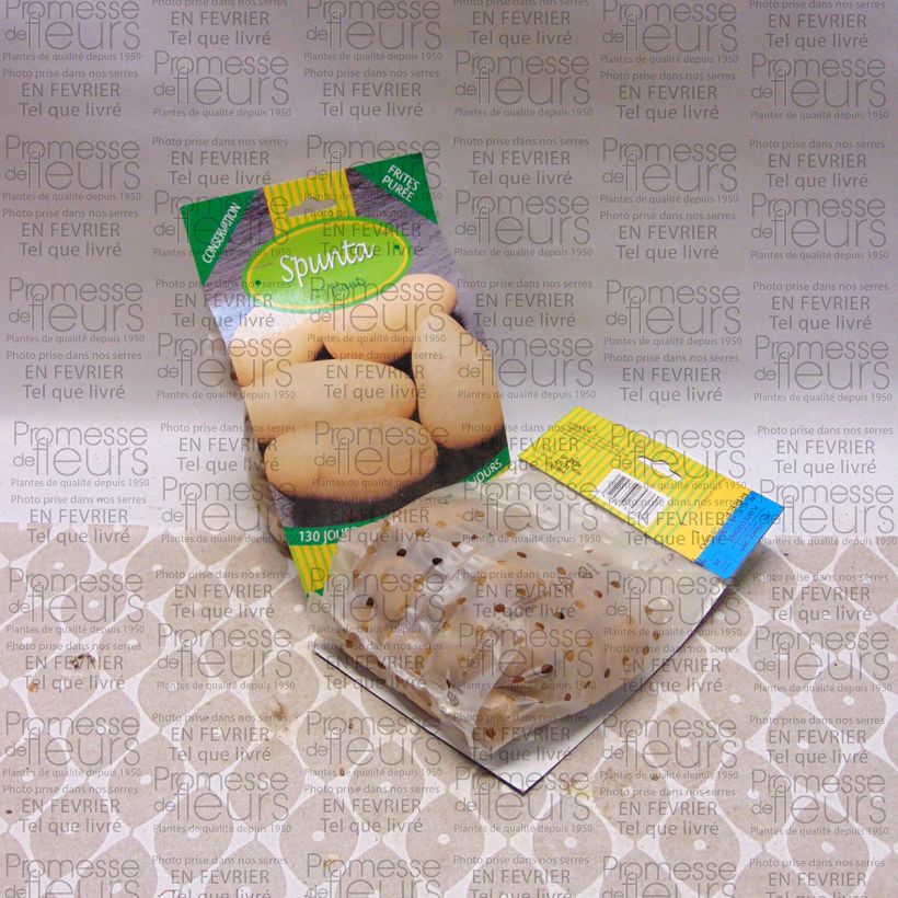 Example of Patata Spunta sacco da 25 piante taglia 25/35 mm as you get