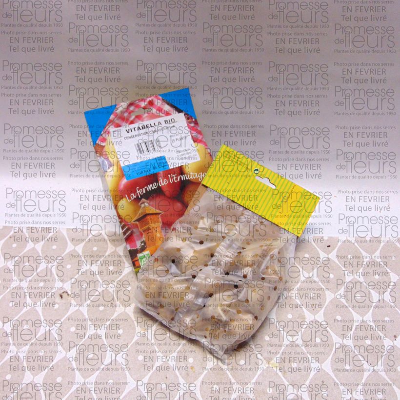 Esempio di esemplare Patata Vitabella Bio sacco da 25 piante taglia 28/45 mm come consegnato