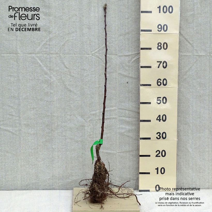 Example of Melo Astrakan Rosso Piante grandi a radice nuda, Astone as you get in hiver