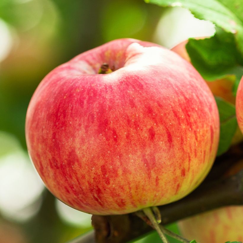 Melo Astrakan Rosso (Harvest)