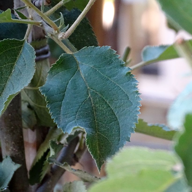 Melo Bella di Boskoop (Fogliame)