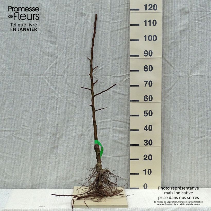 Example of Melo Bella di Boskoop Bio Piante grandi a radice nuda, Astone as you get in hiver