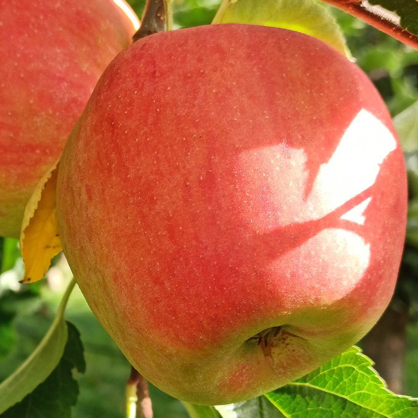 Melo Belle fille de l'Indre Bio (Raccolta)
