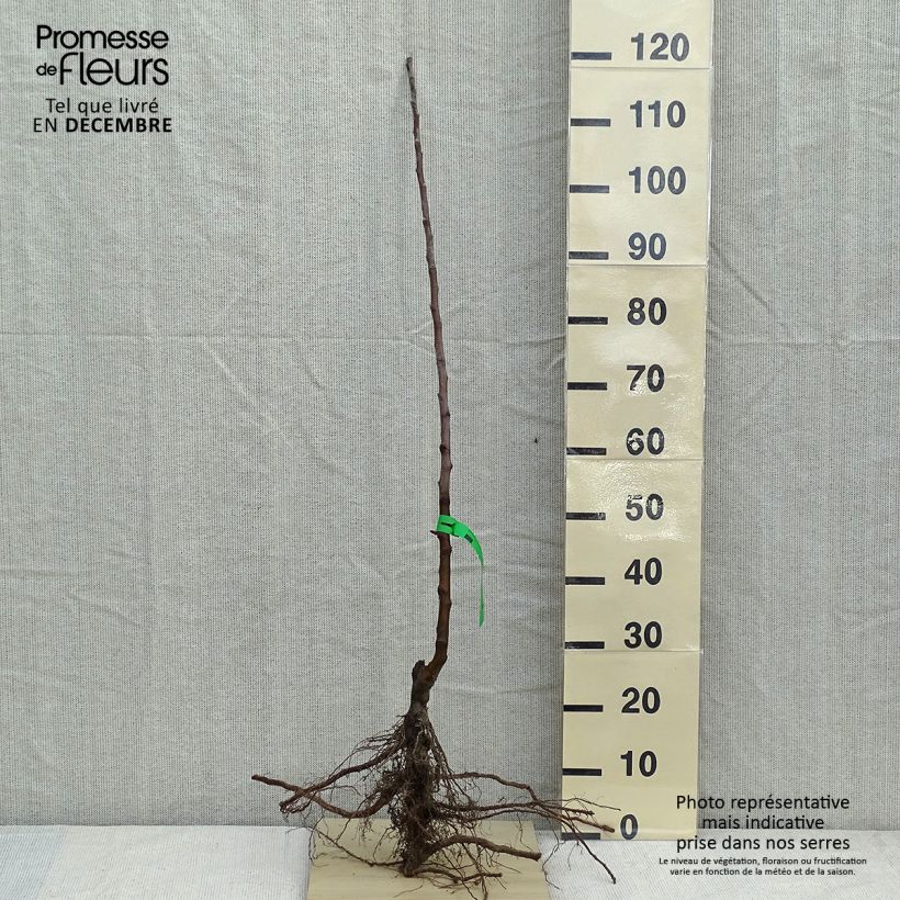 Melo Belle fille de l'Indre Bio Piante grandi a radice nuda, Astone esemplare consegnato in inverno