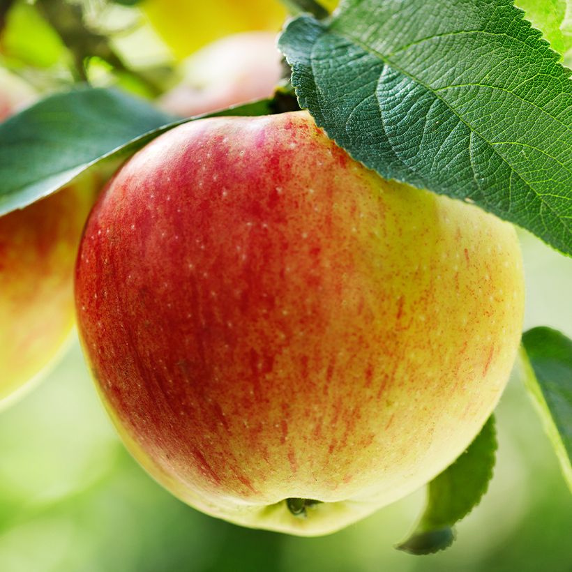 Melo Belle Fille de la Creuse (Raccolta)