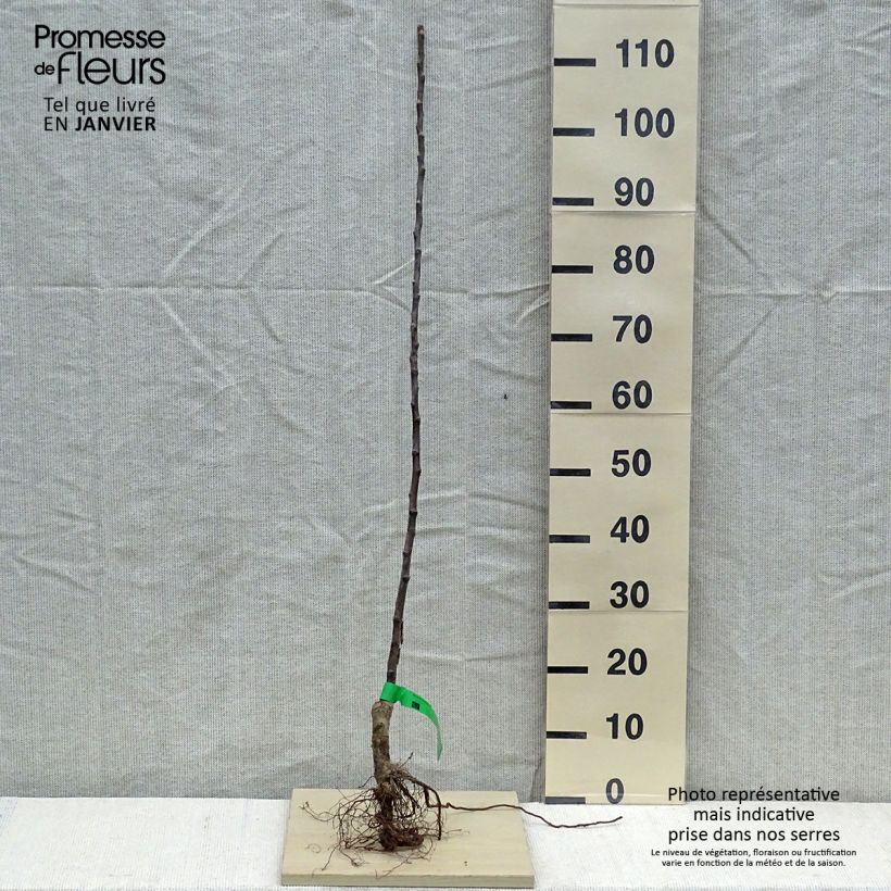 Melo Bénédictin Piante grandi a radice nuda, Astone esemplare consegnato in inverno