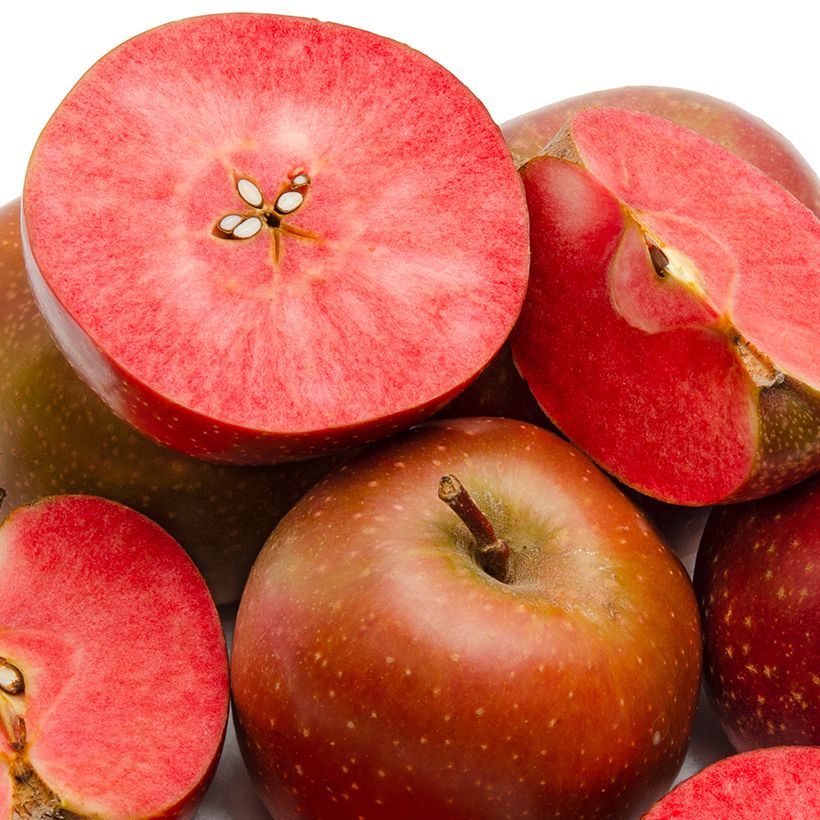 Melo Blush rosette (Harvest)