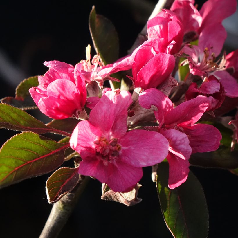 Melo Blush rosette (Fioritura)