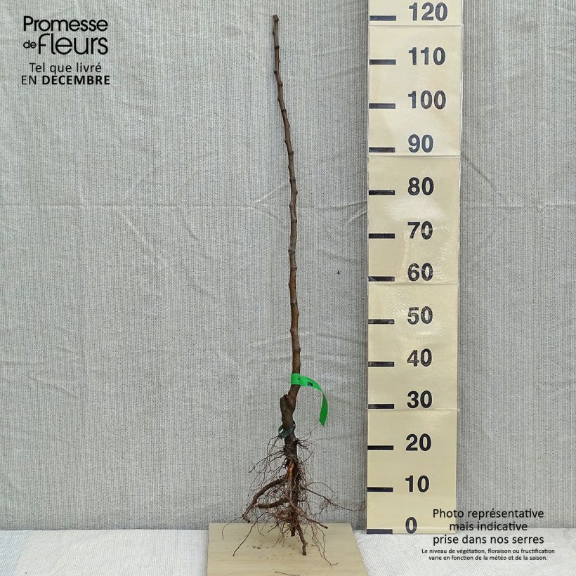 Melo Bon père Piante grandi a radice nuda, Astone esemplare consegnato in inverno