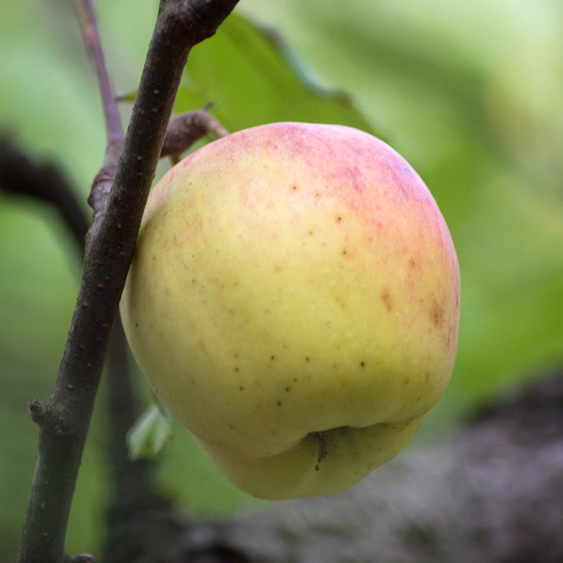 Melo Bon père (Raccolta)