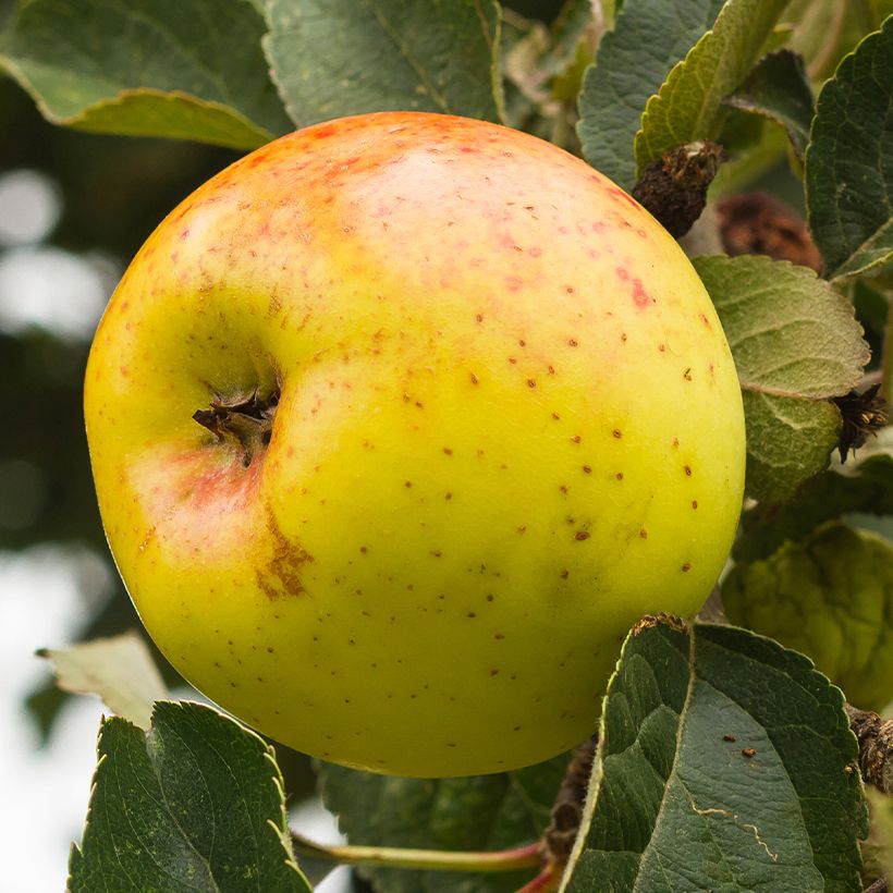 Melo Bonne Hotture (Raccolta)