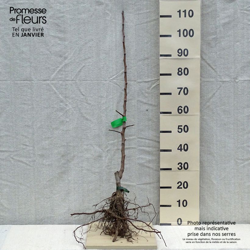 Melo Inverno di Calville rosso Piante grandi a radice nuda, Astone esemplare consegnato in inverno