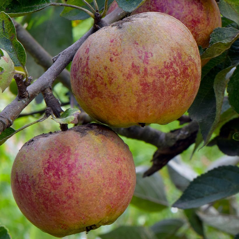 Melo Chailleux (Harvest)