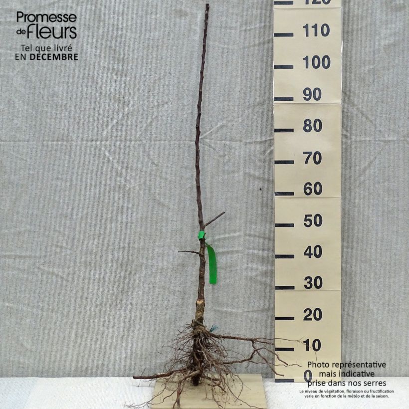 Example of Melo Cotogno Piante grandi a radice nuda, Astone as you get in hiver