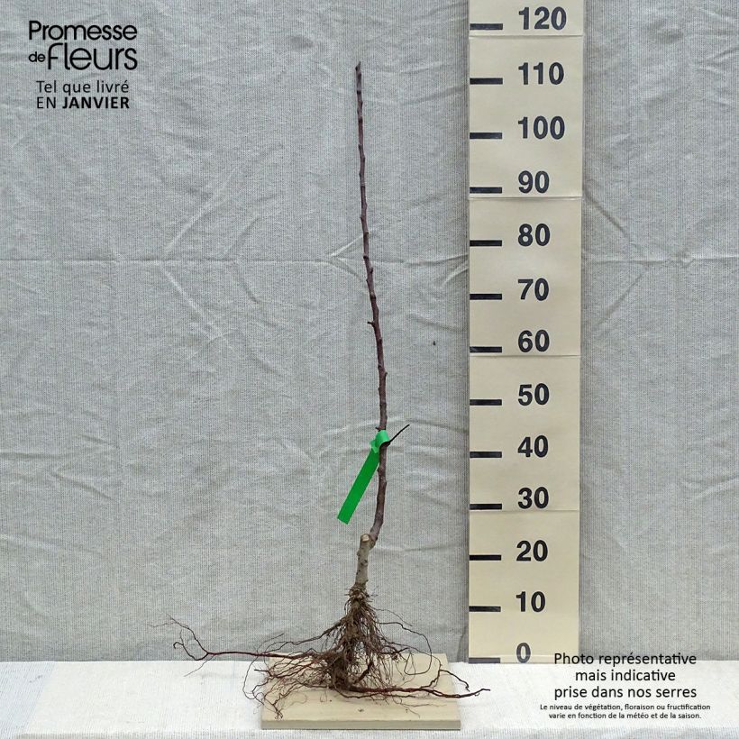 Example of Melo Cox Orange Bio Piante grandi a radice nuda, Astone as you get in hiver