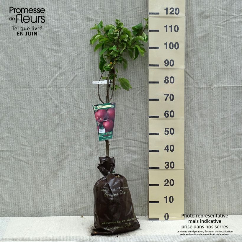 Melo Cybèle Zolla 'Pronta da piantare', Vasetto esemplare consegnato in primavera