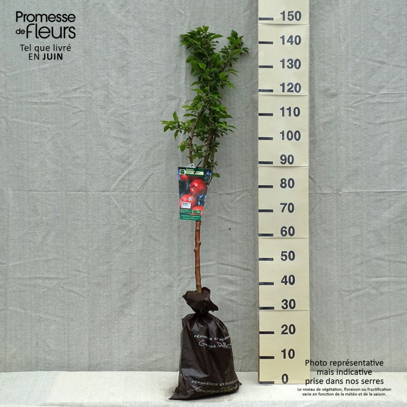 Melo Delbard Celeste deltana Zolla 'Pronta da piantare', Vasetto esemplare consegnato in primavera