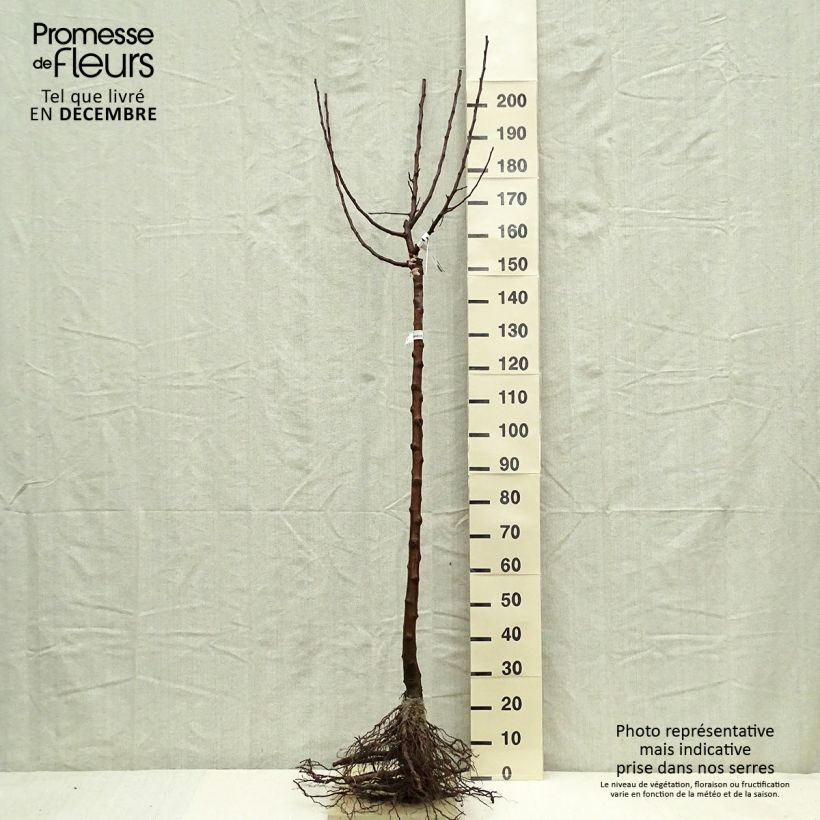 Melo Divine delcored Piante grandi a radice nuda, Vaso impalcato medio esemplare consegnato in inverno