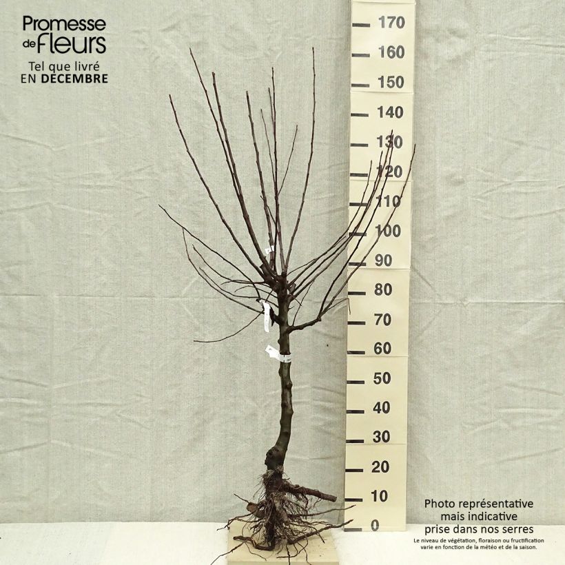 Melo Divine delcored Piante grandi a radice nuda, Vasetto esemplare consegnato in inverno