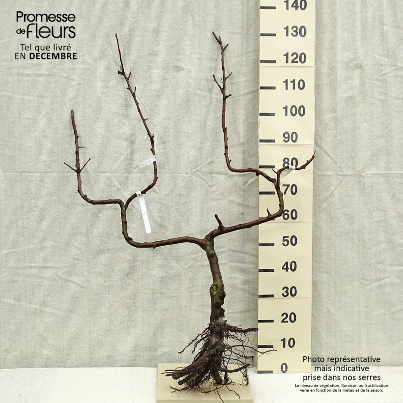 Melo Divine delcored Piante grandi a radice nuda, Palmetta a doppia U esemplare consegnato in inverno