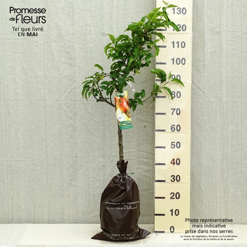 Example of Melo Delbarestivale Zolla 'Pronta da piantare', Vasetto as you get in printemps