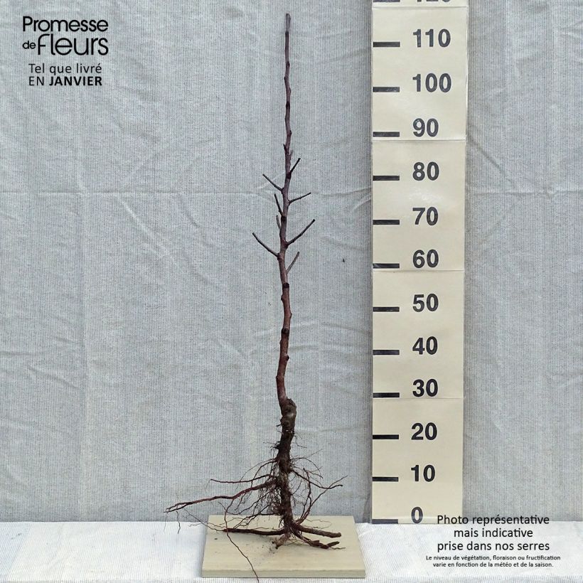 Example of Melo Fuji Piante grandi a radice nuda, Astone as you get in hiver