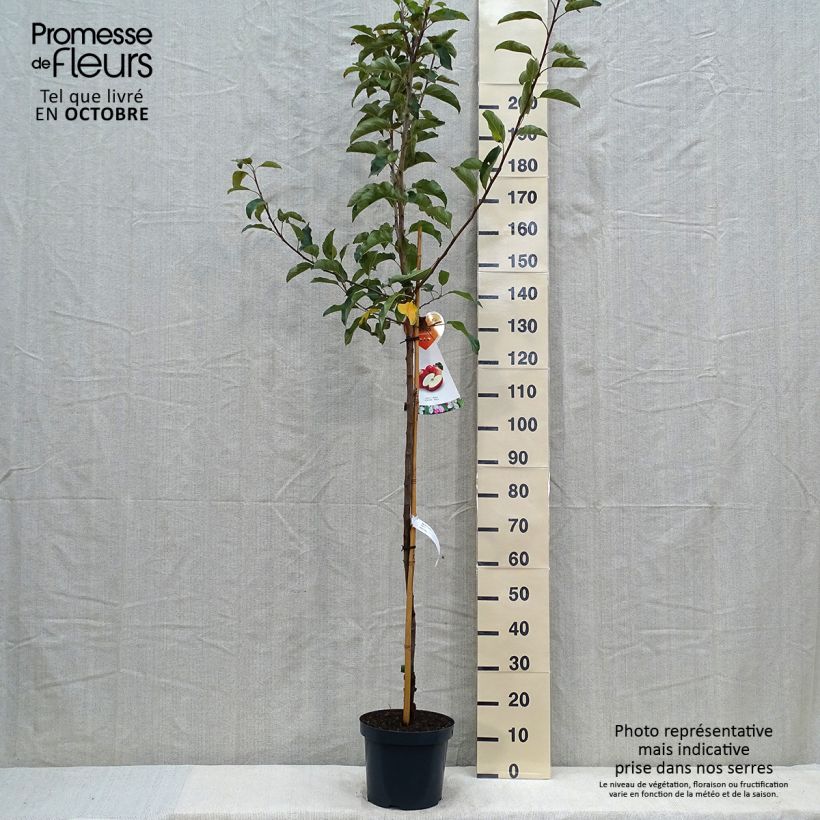Esemplare di Pommier Gala Pot de 7,5L/10L, Demi-Tige come consegnato in autunno