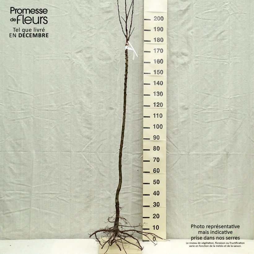 Melo Gloster Piante grandi a radice nuda, Vaso impalcato medio esemplare consegnato in inverno