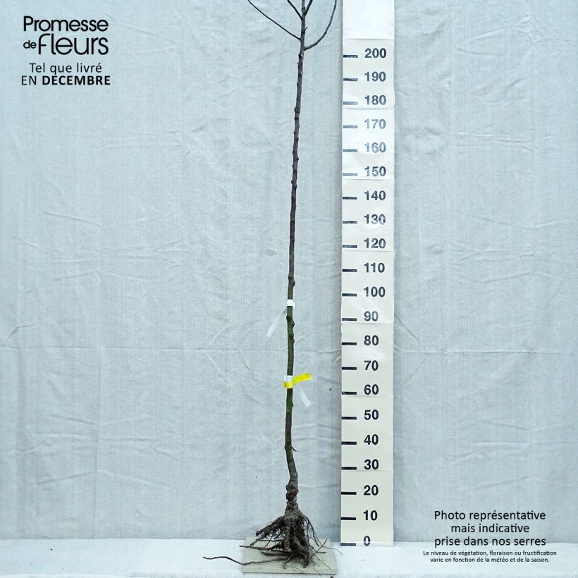 Melo Gloster Piante grandi a radice nuda, Vaso impalcato alto esemplare consegnato in inverno