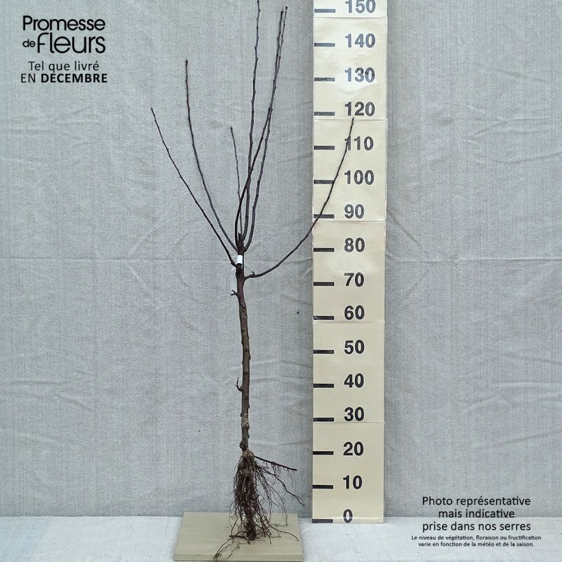 Melo Gloster Piante grandi a radice nuda, Vasetto esemplare consegnato in inverno