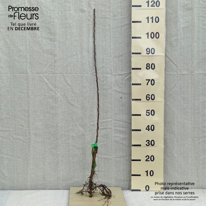 Example of Melo Golden Delicious Biologico as you get in hiver