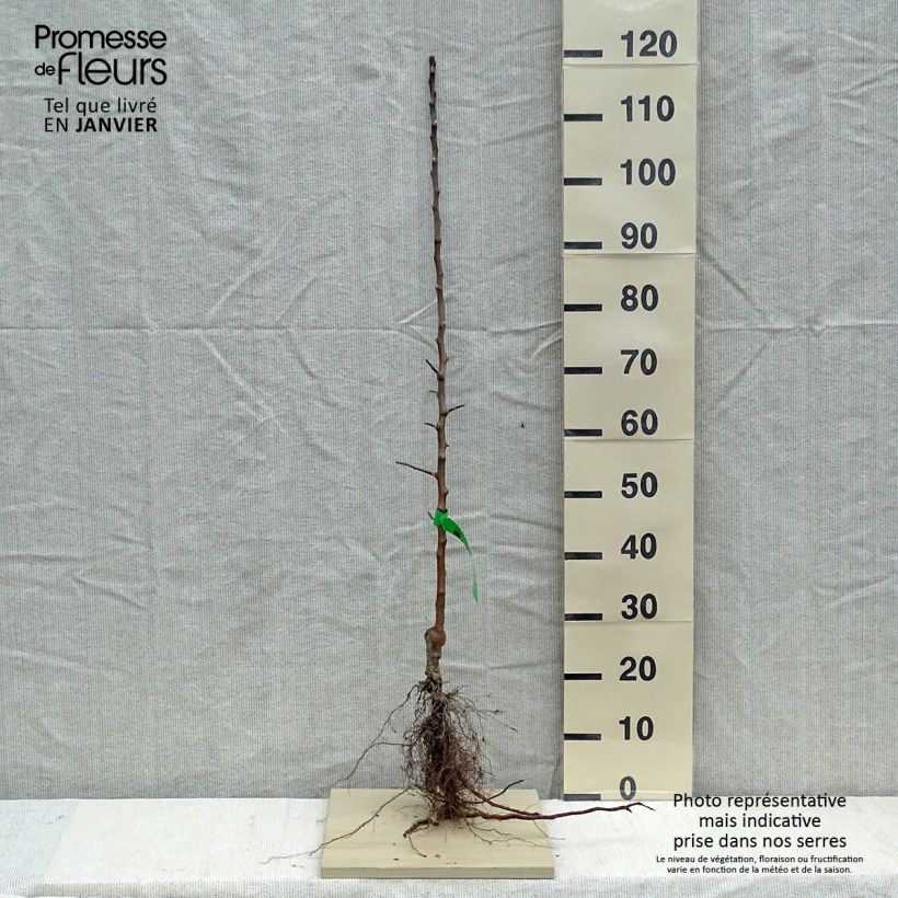 Example of Melo Reinette Grand-mère Piante grandi a radice nuda, Astone as you get in hiver