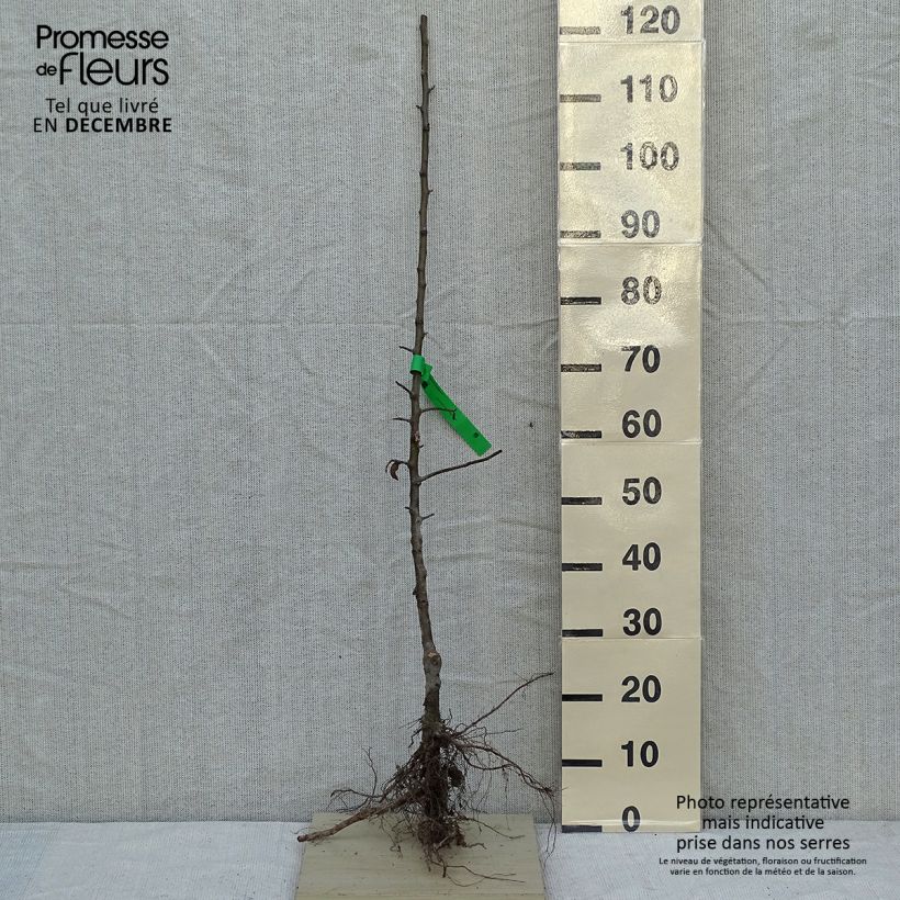 Melo Granny Smith Piante grandi a radice nuda, Astone esemplare consegnato in inverno