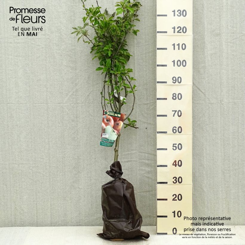 Example of Melo Harmonie Zolla 'Pronta da piantare', Vasetto as you get in printemps