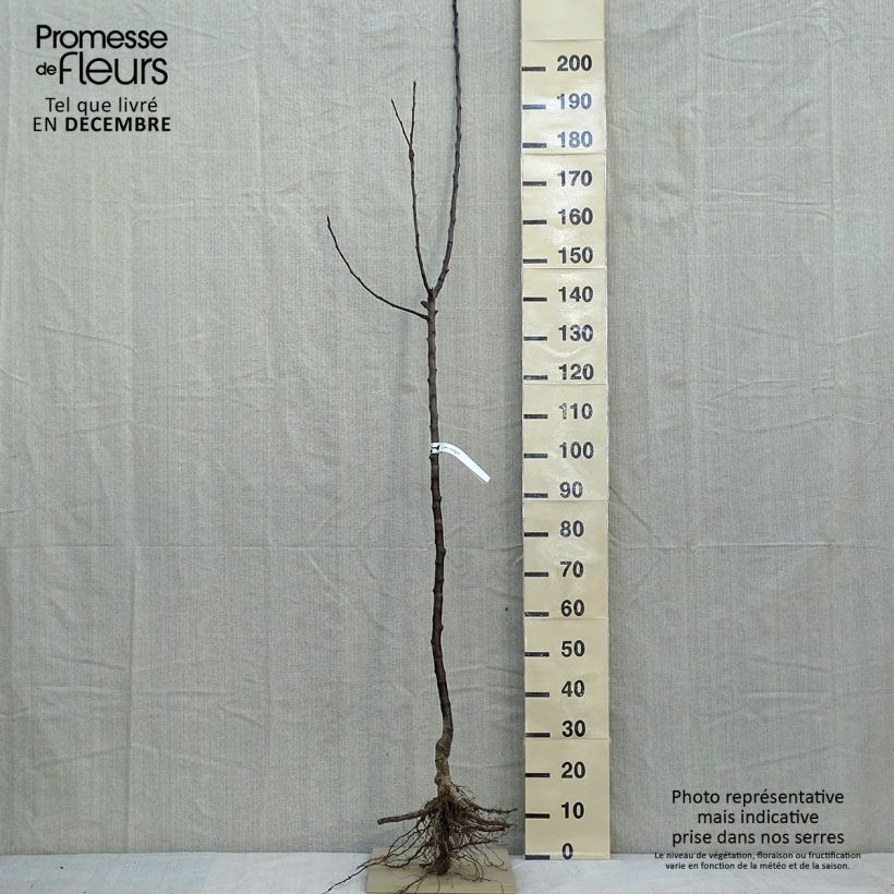 Melo Jacques Lebel Piante grandi a radice nuda, Vaso impalcato medio esemplare consegnato in inverno