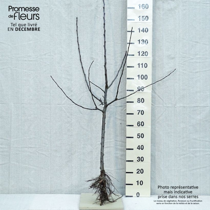 Melo Jacques Lebel Piante grandi a radice nuda, Vasetto esemplare consegnato in inverno