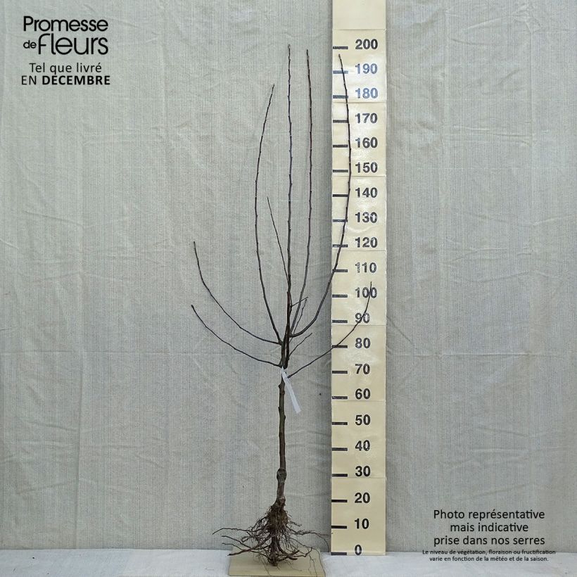 Example of Melo Jonathan Piante grandi a radice nuda, Vaso impalcato medio as you get in hiver