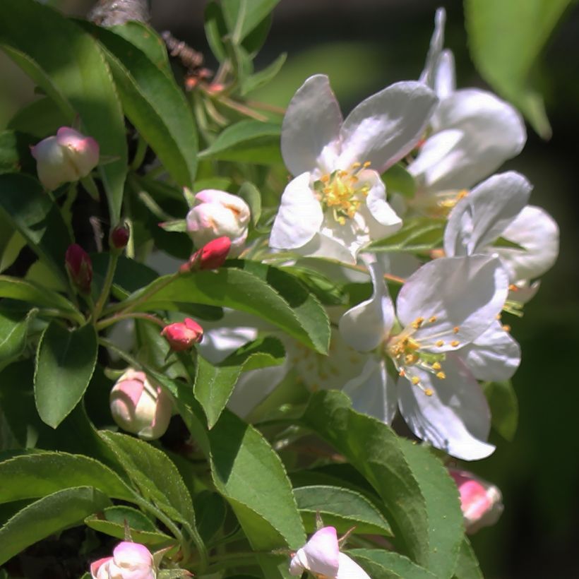 Malus Sugar Tyme - Melo da fiore (Flowering)
