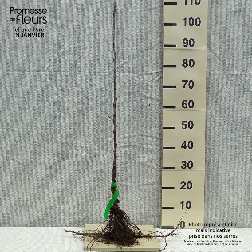 Melo Braeburn Piante grandi a radice nuda, Astone esemplare consegnato in inverno