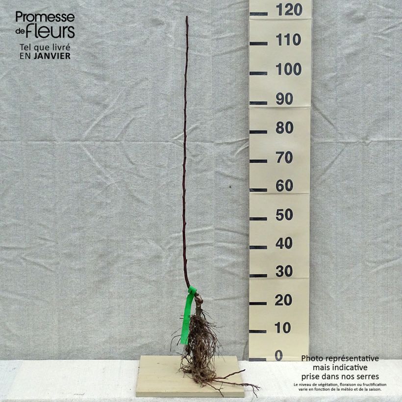 Melo Melrose Piante grandi a radice nuda, Astone esemplare consegnato in inverno