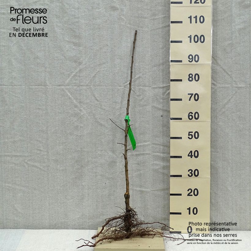 Melo Museau de Lièvre Piante grandi a radice nuda, Astone esemplare consegnato in inverno