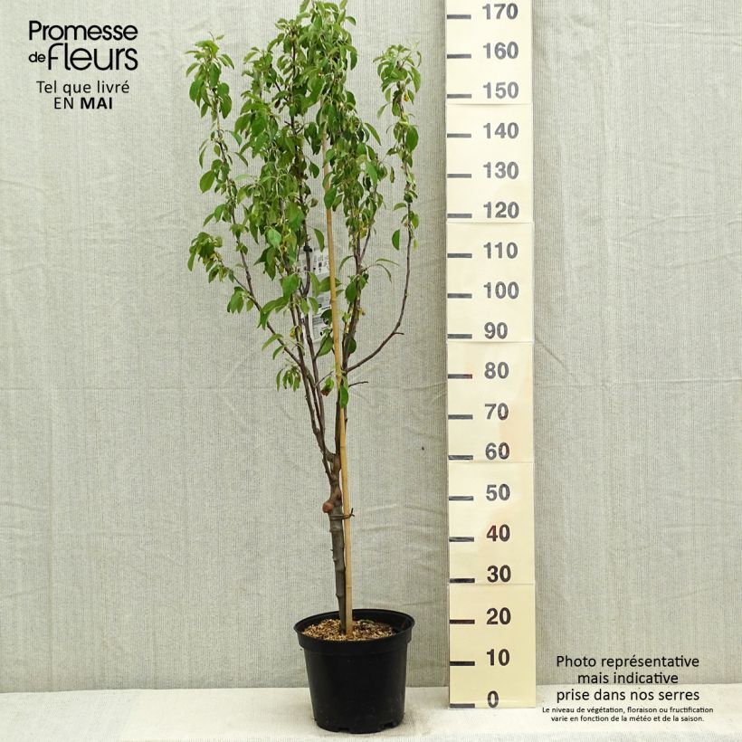 Melo Museau de Lièvre Vaso da 7,5L/10L, Vasetto esemplare consegnato in primavera