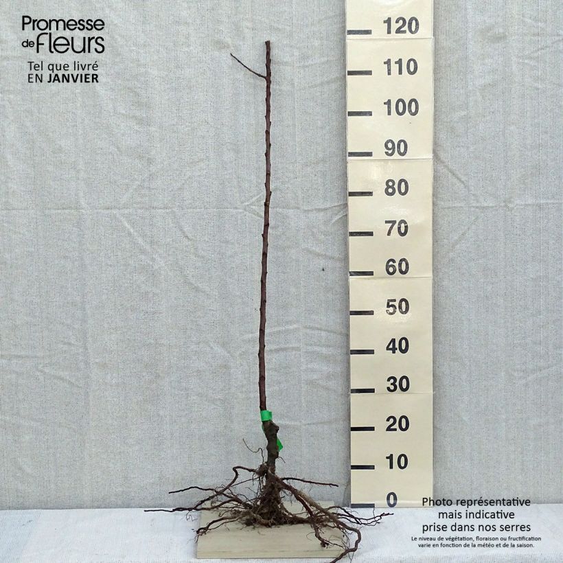 Melo Pigeonnet de Jerusalem Piante grandi a radice nuda, Astone esemplare consegnato in inverno