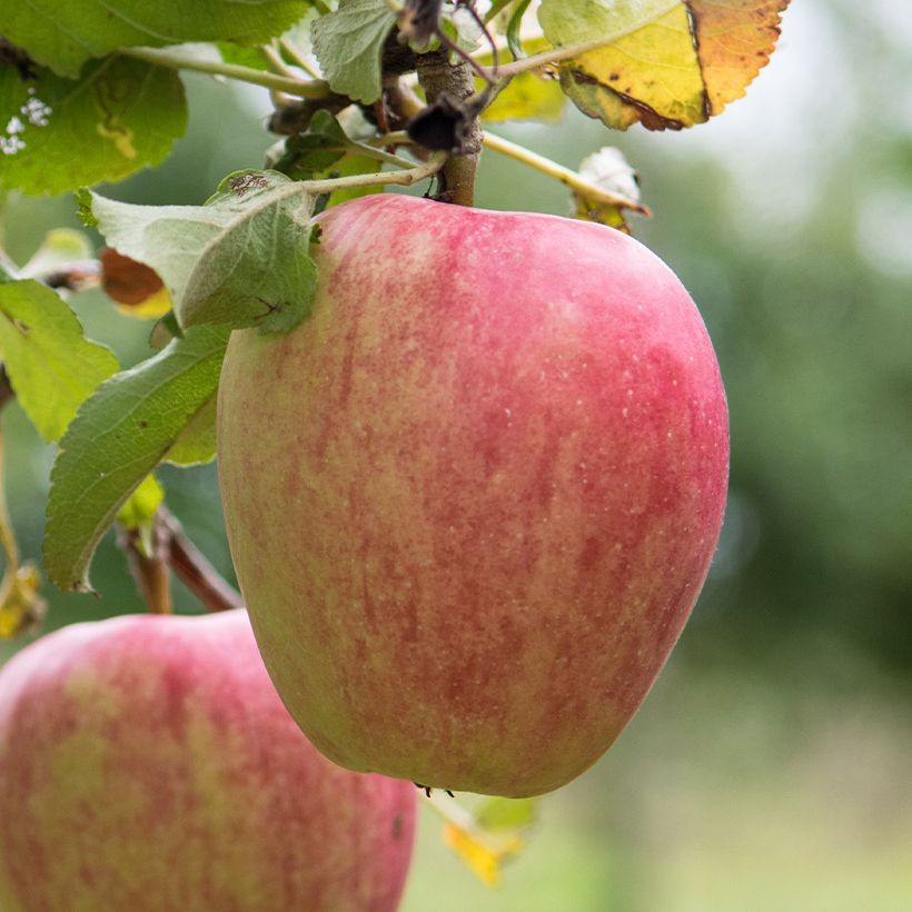 Melo Pigeonnet de Jerusalem (Raccolta)