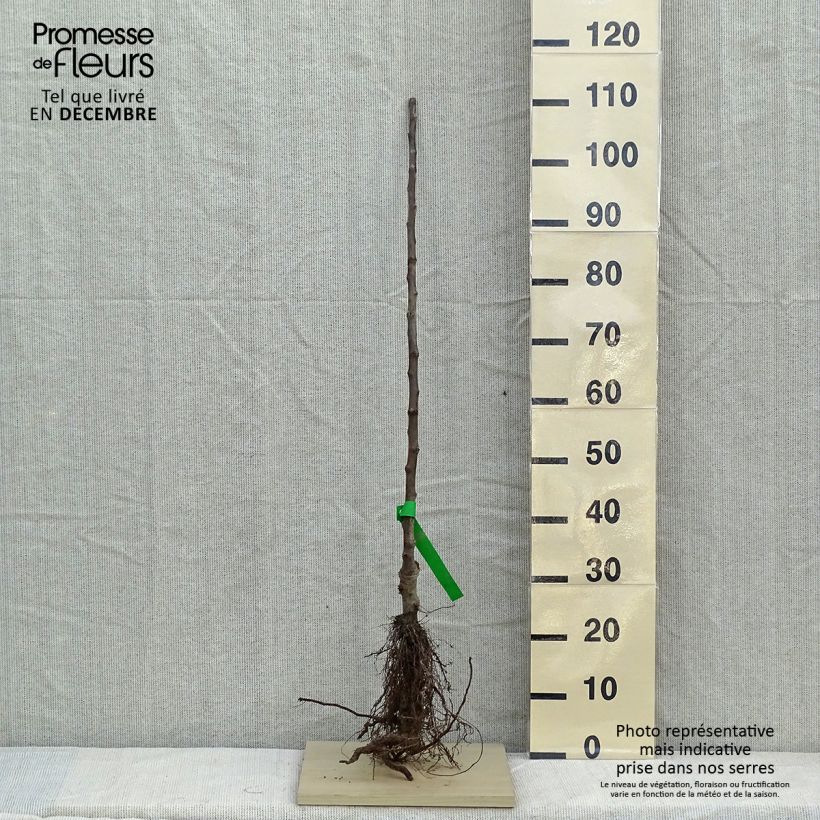 Melo Rambour d'Hiver Piante grandi a radice nuda, Astone esemplare consegnato in inverno